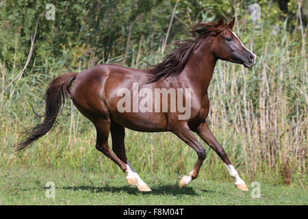 Giovane e bella arabian mare al galoppo su pascolo Foto Stock