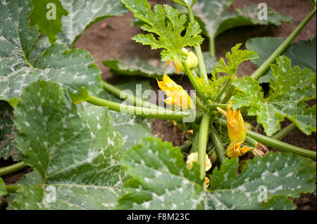 Zucchine fiori gialli di fogliame macro, zucchina impianto nella famiglia di cucurbitacea fiorisce in giugno, fresche foglie verdi Foto Stock