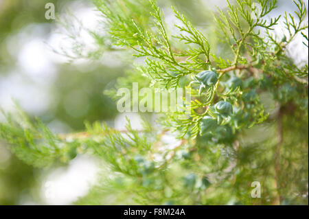 Thuja coni germogli closeup in luglio, freschi germogli verdi sul conifera ramoscelli macro, pianta crescere in Polonia, orizzontale... Foto Stock