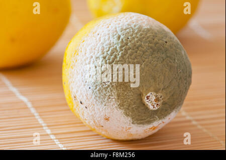 Frutta limone macro di stampo, frutta giacente sul tappetino, piene di muffa e di marcio male lo spreco di cibo, un limone garbage in orientamento orizzontale... Foto Stock