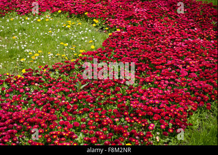 Red Bellis perennis lettiera fiori, piante perenni nella famiglia Asteraceae, deep dark red Daisy bloom cresce in giardino Foto Stock