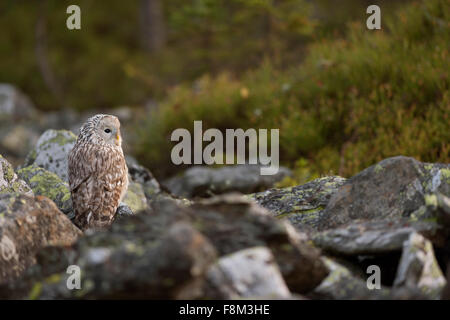 Ural Owl / Habichtskauz ( Strix uralensis ) seduto a terra tra i licheni rocce coperte in splendidi dintorni boreale. Foto Stock