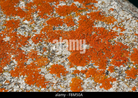 Elegante sunburst lichen, Parete arancione Lichen, Zierliche Gelbflechte, Xanthoria elegans, Amphiloma elegans, Caloplaca dissidens Foto Stock