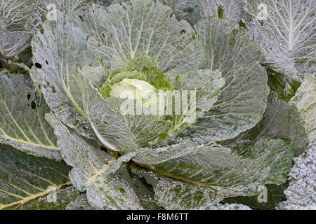 Cavolo verza, Wirsing, Wirsingkohl, Wirsing-Kohl, Kopfkohl, Brassica oleracea capitata var. sabauda, Brassica oleracea sabauda Foto Stock