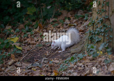 Scoiattolo Albino avvistato in Hastings, East Sussex, Regno Unito. Foto Stock
