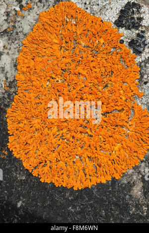 Elegante sunburst lichen, Parete arancione Lichen, Zierliche Gelbflechte, Xanthoria elegans, Amphiloma elegans, Caloplaca dissidens Foto Stock