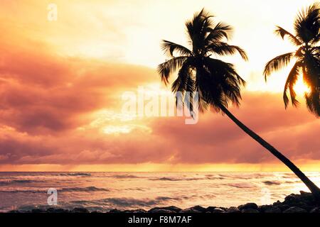 Stagliano palme al tramonto, Barbados, Caraibi Foto Stock