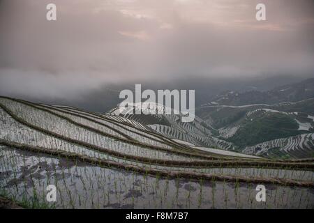 Vista in elevazione delle risaie a Longsheng ricefields terrazzati, Guangxi Zhuang, Cina Foto Stock