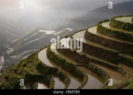 Angolo di alta vista di risaie a Longsheng ricefields terrazzati, Guangxi Zhuang, Cina Foto Stock