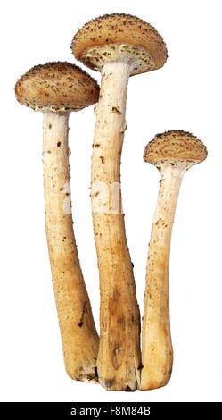 Armillaria mellea chiodino funghi isolati su sfondo bianco Foto Stock