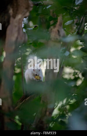 Scoiattolo Albino avvistato in Hastings, East Sussex, Regno Unito. Foto Stock