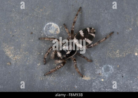 Ponticello di zebra, Zebra-Springspinne, Zebraspringspinne, Zebraspinne, Harlekinspringspinne, Harlekin-Springspinne, Salticus scenicus Foto Stock