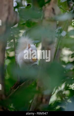 Scoiattolo Albino avvistato in Hastings, East Sussex, Regno Unito. Foto Stock