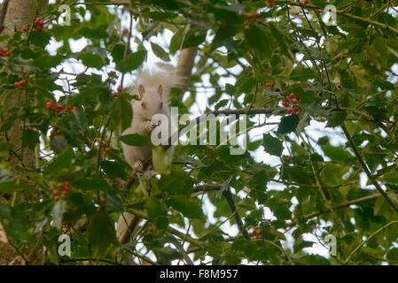 Scoiattolo Albino avvistato in Hastings, East Sussex, Regno Unito. Foto Stock