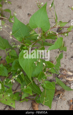 Nero Centinodia, Knotweed Windenknöterich,,, Winden-Knöterich Fallopia convolvulus, Polygonum convolvulus, Bilderdykia Foto Stock