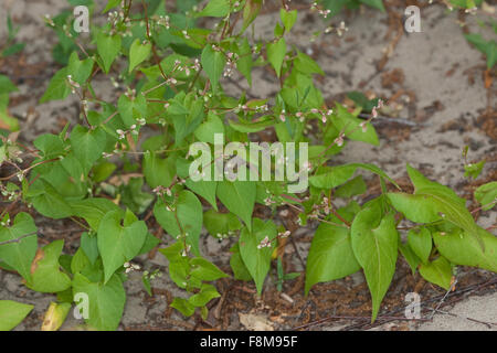 Nero Centinodia, Knotweed Windenknöterich,,, Winden-Knöterich Fallopia convolvulus, Polygonum convolvulus, Bilderdykia Foto Stock