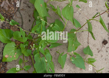 Nero Centinodia, Knotweed Windenknöterich,,, Winden-Knöterich Fallopia convolvulus, Polygonum convolvulus, Bilderdykia Foto Stock