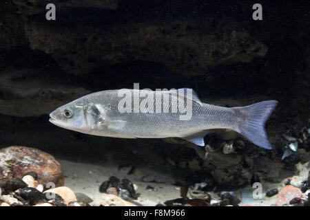 European sea bass, Wolfsbarsch, Wolfs-Barsch, Wolfbarsch, Seebarsch, Barsch, Dicentrarchus labrax, Roccus labrax, Morone labrax Foto Stock