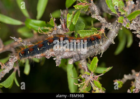 Piccolo Eggar, Caterpillar, Wollafter, Frühlings-Wollafter, Raupe frisst un Schlehe, Eriogaster lanestris, Bombice lanestris Foto Stock