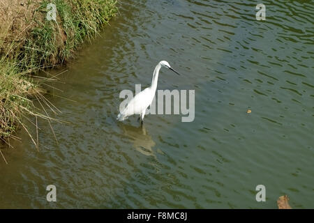 Garzetta la pesca sul lago al Lumpini Park nel centro di Bangkok, Thailandia, Foto Stock