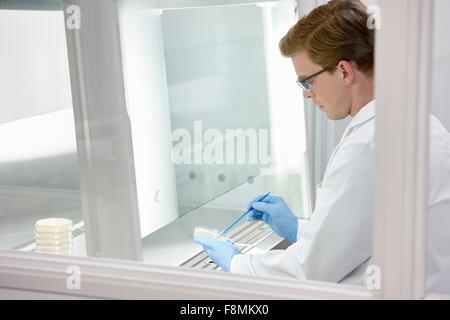 Scienziato che lavora in laboratorio Foto Stock