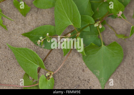 Nero Centinodia, Knotweed Windenknöterich,,, Winden-Knöterich Fallopia convolvulus, Polygonum convolvulus, Bilderdykia Foto Stock