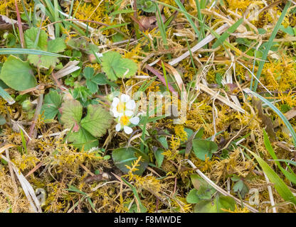 Wild fragola (Fragaria vesca) fioritura su una riserva naturale nel Herefordshire UK campagna Foto Stock