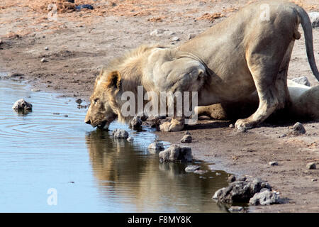 Leone africano (Panthera leo) bere alla Chudop Waterhole - Parco Nazionale Etosha, Namibia, Africa Foto Stock