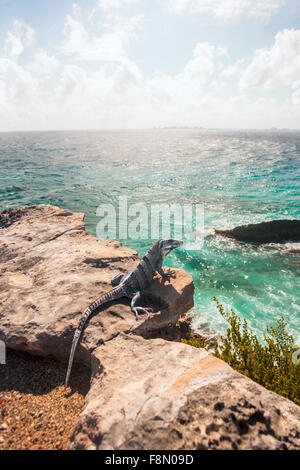 Iguana su una scogliera che si affaccia sul mare con Cancun, Messico nella distanza Foto Stock