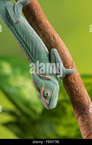 Velata (o) dello Yemen Chameleon (Chamaeleo calyptratus). Controllato, studio Foto Stock