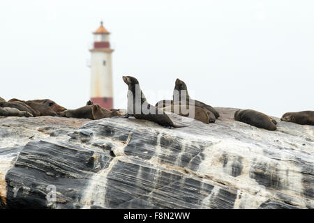 Capo le foche vicino a Diaz Point Lighthouse - Luderitz, Namibia Foto Stock