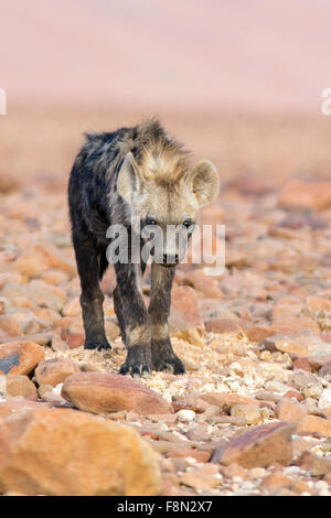 Spotted Hyena (Crocuta crocuta) - Deserto nel campo di Rhino, Namibia, Africa Foto Stock