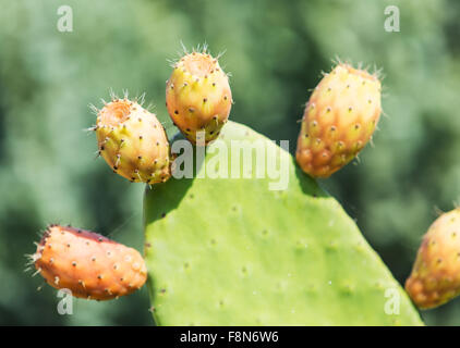 Green pungenti foglie di cactus. Close up. Foto Stock