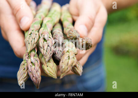 Uomo con mazzetto di asparagi freschi Foto Stock