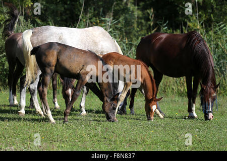 Gruppo di purosangue arabo e puledri fattrici pascolo fresco verde erba Foto Stock