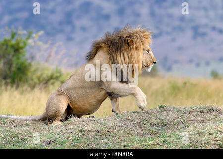 Chiudere lion nel parco nazionale del Kenya, Africa Foto Stock