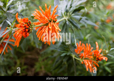 Leonotis leonurus, noto anche come lion l orecchio, Lion's tail e Wild Dagga, è una specie di piante in la famiglia Lippenblütler. L'impianto i Foto Stock