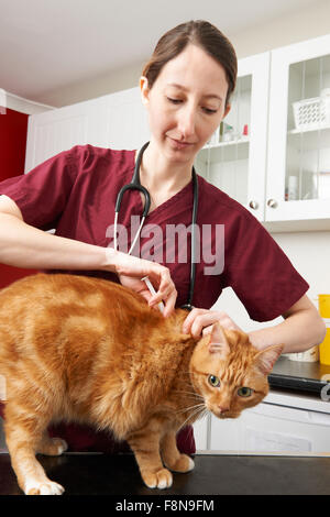 Infermiere veterinario dando iniezione Cat Foto Stock