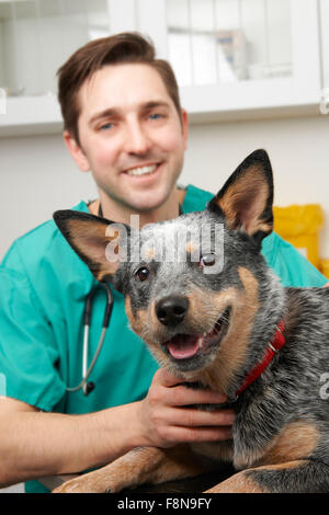 Vet esaminando cane in chirurgia Foto Stock