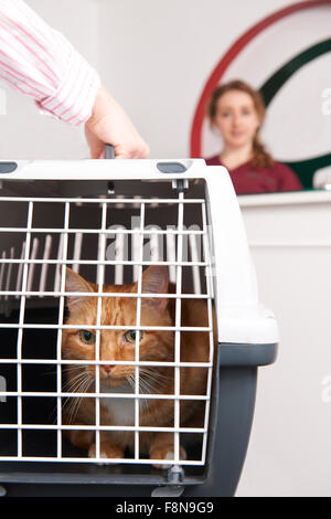 Donna prendendo Cat a Vet In Carrier Foto Stock