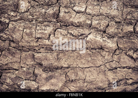 Texture di legno. sfondo vecchi pannelli texture di legno Foto Stock