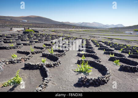Lanzarote Island, La Geria, paesaggio di piantagione di vigneti, Spagna Isole Canarie Foto Stock