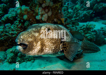 Stellato Puffer fish, Arothron stellatus, dal Mar Rosso, Egitto. Foto Stock