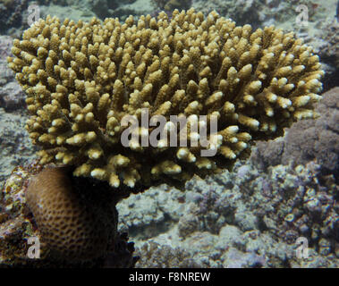 La Staghorn coral, Acropora spec., dal Mar Rosso, Egitto meridionale. Foto Stock