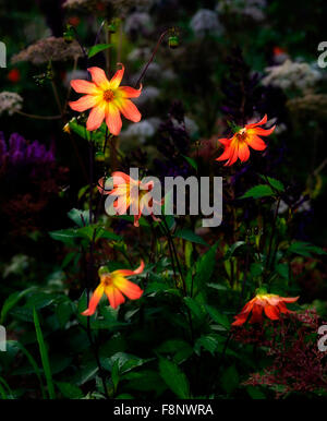 dahlia twynings revel letto di fiori perenni retroilluminato standing out stand Fuori RM Floral Foto Stock