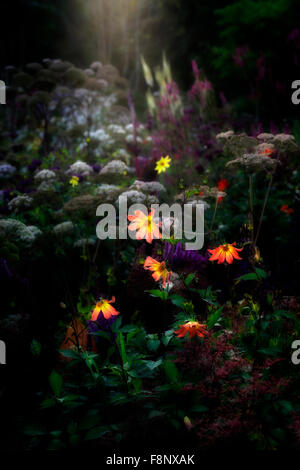 dahlia twynings revel letto di fiori perenni retroilluminato standing out stand Fuori RM Floral Foto Stock