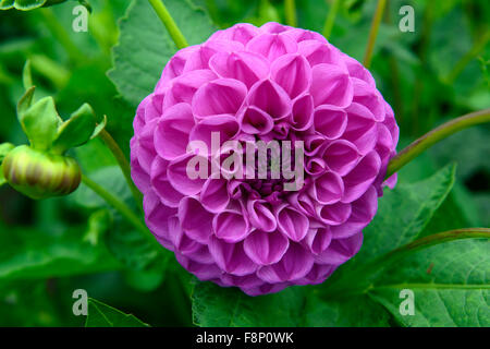 Dahlia Parigi scuro fiori rosa composto infiorescenza capitulum perenne tubero pianta tuberosa floreale RM Foto Stock