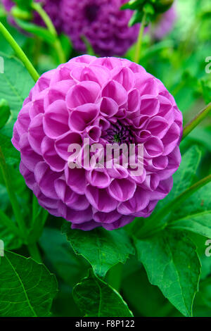 Dahlia Parigi scuro fiori rosa composto infiorescenza capitulum perenne tubero pianta tuberosa floreale RM Foto Stock