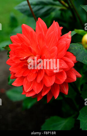 Dahlia taratahi rosso rubino fiore fiori bloom blossom tubero perenne pianta tuberosa floreale RM Foto Stock