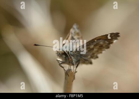 Squallido skipper butterfly (Erynnis tages) appollaiato sulla estremità del gambo di erba Foto Stock